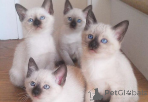 Фото №1. сиамская - купить в Донцдорф за 41745₽. Объявление №166291