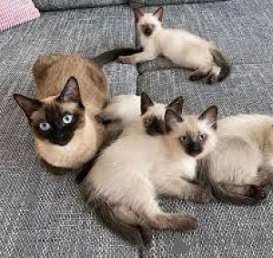 Фото №1. сиамская - купить в Хельсинки за 46384₽. Объявление №166333