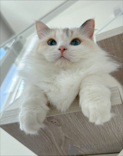 Фото №3. Познакомьтесь с Лео, смелым исследователем, любопытным, обаятельным и полным. Швеция