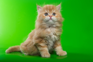 Фото №2 к объявлению №5068 о продаже хайленд-страйт - купить в Беларуси из питомника