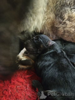 Фото №2 к объявлению №163412 о продаже беспородную - купить в Эстонии частное объявление