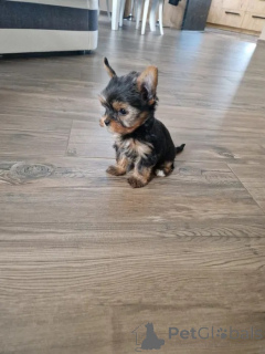 Фото №3. Йоркширский терьера !! Собаки и суки.  Польша