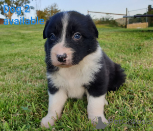 Фото №3. Adorable Border Collie puppies for free adoption.  Германия