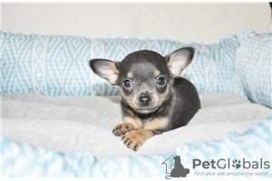 Фото №3. Adorable Chihuahua Puppies for free adoption.  Германия