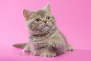 Фото №3. Британские котята - лиловый пятнистый мальчик. Беларусь