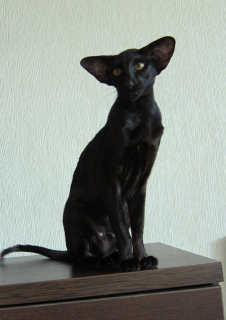Фото №4. Продам ориентальную кошку в Екатеринбурге из питомника - цена 70000руб