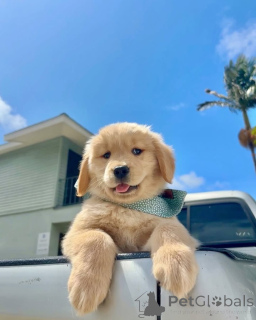 Фото №1. золотистый ретривер - купить в Ypecolsga за договорная. Объявление №157842