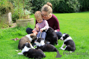 Фото №3. Щенки бордер-колли.  Литва