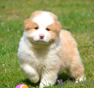 Фото №4. Продажа австралийскую овчарку в Нивелл частное объявление, заводчик - цена Бесплатно