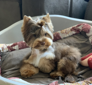 Фото №2 к объявлению №139182 о продаже йоркширского терьера - купить в Черногории частное объявление