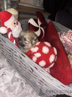 Фото №3. Очаровательные шпицы.  Бельгия