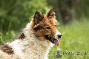 Фото №2 к объявлению №143762 о продаже беспородную - купить в России 