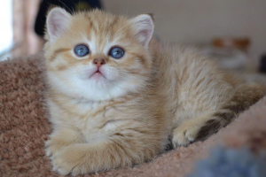 Фото №3. Продаются шотландские золотые шиншиловые котята, котята рождены. Россия