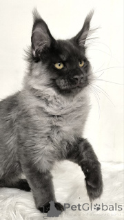 Фото №3. Котенок Мейнкун. Германия