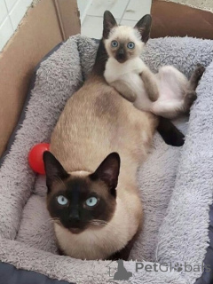 Фото №1. сиамская - купить в Гронинген за Бесплатно. Объявление №167095