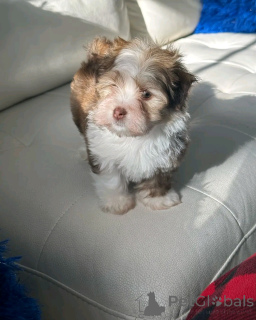 Фото №2 к объявлению №137952 о продаже гаванского бишона - купить в Германии частное объявление, заводчик