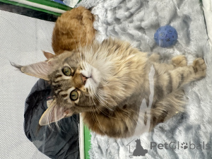 Фото №3. Котята Мейн кун. Россия