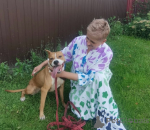 Фото №1. беспородная - купить в Москве реке за Бесплатно. Объявление №147683