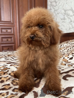 Фото №3. Той пудель подростки.  Украина