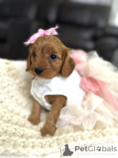 Фото №1. кинг-чарльз-спаниель - купить в Амитивилль за договорная. Объявление №154341