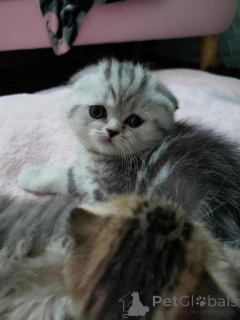 Фото №1.  - купить в Brasschaat за договорная. Объявление №161688