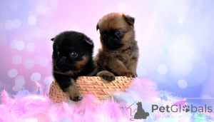 Фото №3. Мини девочки пти-брабансоны.  Россия