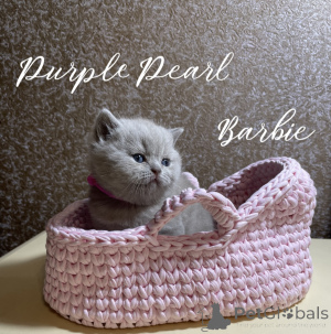 Фото №1.  - купить в Новосибирске за 50000₽. Объявление №150242