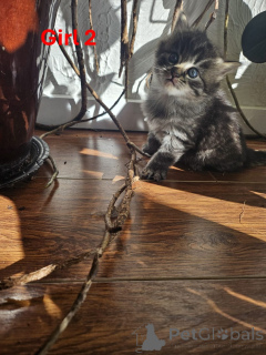 Фото №3. Красивый Мэн Кун х котят. Австрия