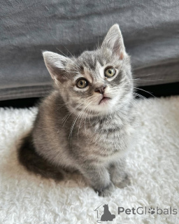 Фото №2 к объявлению №150625 о продаже беспородная - купить в Германии из приюта, заводчик