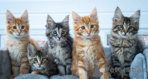 Фото №1. мейн-кун - купить в Варшаве за 23192₽. Объявление №155928