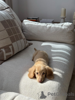 Фото №4. Продажа таксу в Мюнхене частное объявление, заводчик - цена договорная