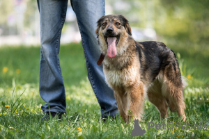 Фото №4. Продажа беспородную в Москва частное объявление - цена Бесплатно