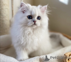 Фото №1.  - купить в Цюрих за Бесплатно. Объявление №162283