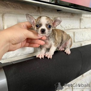 Фото №3. Kauniita Chihuahuan pentuja.  Финляндия