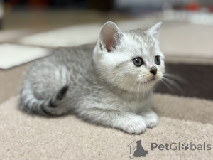 Фото №3. Продам шотландского котенка. Беларусь