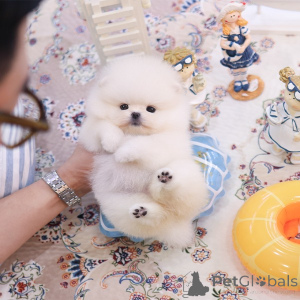 Фото №3. Сладкий Pomerania Puppy.  США