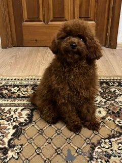 Фото №1. пудель (той) - купить в Киеве за 92767₽. Объявление №159673