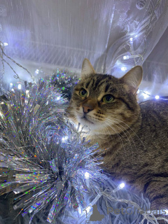 Фото №2 к объявлению №160730 о продаже  - купить в России частное объявление