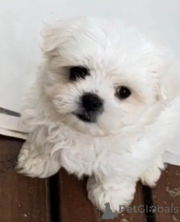 Фото №2 к объявлению №148565 о продаже мальтийскую болонку - купить в Германии заводчик