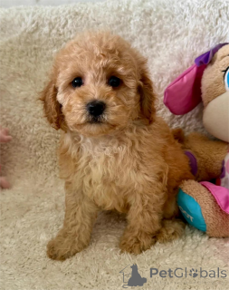 Фото №1. мальтипу - купить в Кремлинген за 32468₽. Объявление №154623