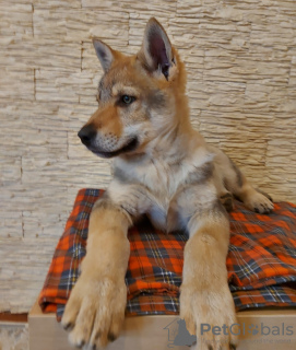 Фото №2 к объявлению №37343 о продаже чехословацкую волчью собаку - купить в Беларуси из питомника, заводчик