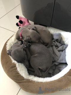 Фото №1. грейхаунд - купить в Борнхейм за договорная. Объявление №162364