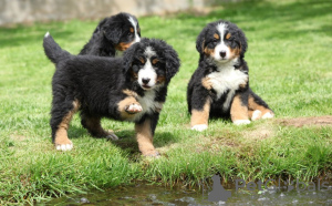 Фото №3. Cute Bernese Mountain puppies for free adoption.  Германия