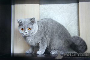 Фото №4. Продам британскую длинношёрстную в Swindon заводчик - цена 51022₽