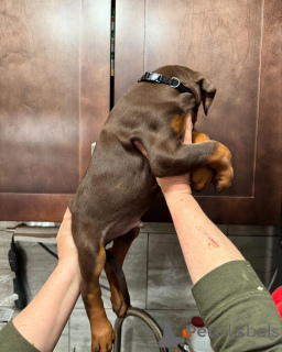 Фото №4. Продажа добермана в Варшаве заводчик - цена договорная