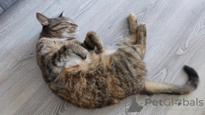 Фото №2 к объявлению №143397 о продаже  - купить в России частное объявление