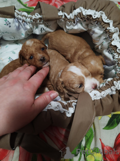 Фото №1. пудель (той) - купить в Брянске за 100₽. Объявление №146443