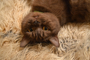 Дополнительные фото: Шоколадная дымчатая кошка
