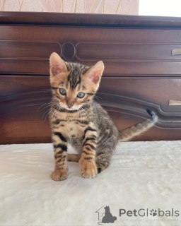 Фото №1. бенгальская - купить в Öhringen за 32468₽. Объявление №149185