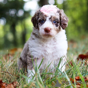 Фото №1.  - купить в Эелс за 27830₽. Объявление №151358